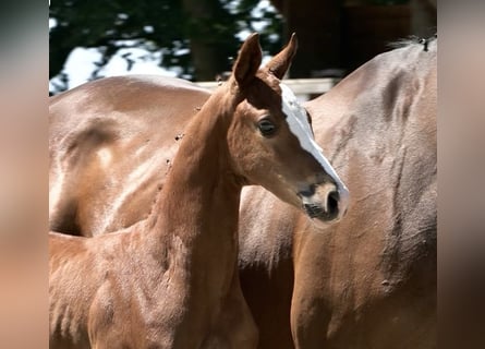 Oldenburg-International (OS), Stallion, , Chestnut-Red