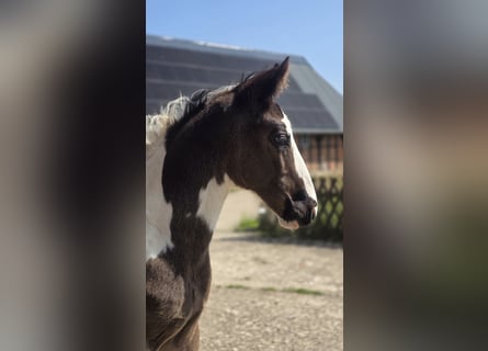 Oldenburg-International (OS), Stallion, , Pinto