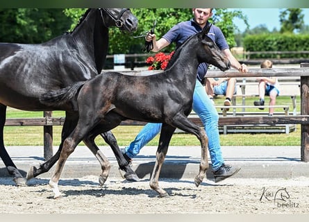 Oldenburg-International (OS), Stallion, , Smoky-Black