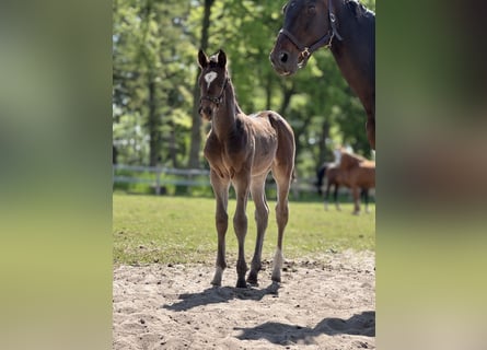 Oldenburg-International (OS), Stallion, Foal (04/2025), Smoky-Black