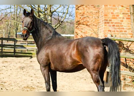 Oldenburg, Mare, 10 years, 16,1 hh, Bay-Dark