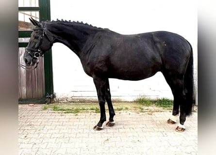 Oldenburg, Mare, 10 years, 16.1 hh, Black