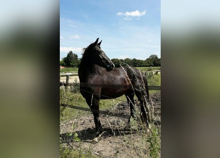 Oldenburg, Mare, 10 years, 16,1 hh, Black