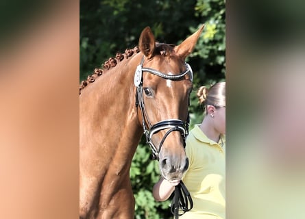 Oldenburg, Mare, 10 years, 16,1 hh, Chestnut-Red