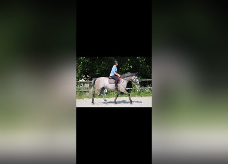 Oldenburg, Mare, 10 years, 16,1 hh, Gray