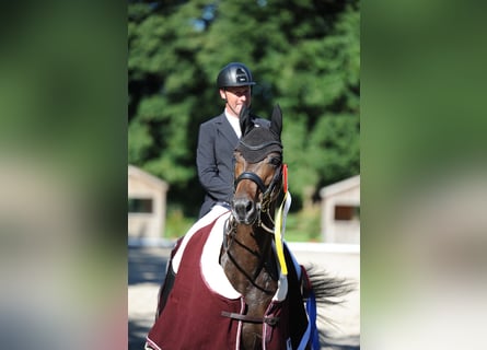 Oldenburg, Mare, 10 years, 16.2 hh, Bay-Dark