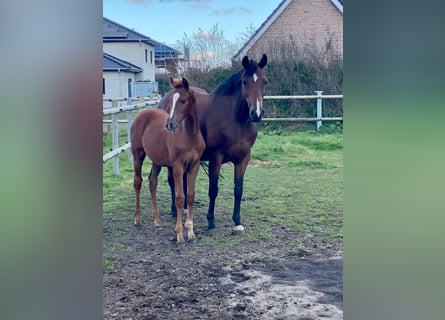 Oldenburg, Mare, 10 years, 16,2 hh, Brown