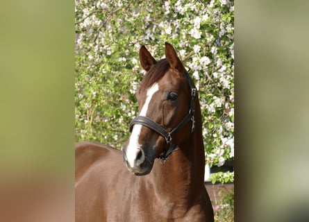 Oldenburg, Mare, 10 years, 16,2 hh, Chestnut