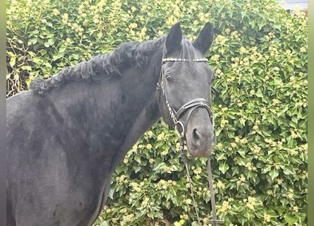 Oldenburg, Mare, 10 years, 16 hh, Black
