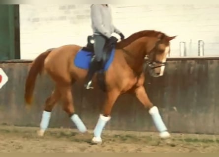 Oldenburg, Mare, 10 years, 16 hh, Chestnut-Red