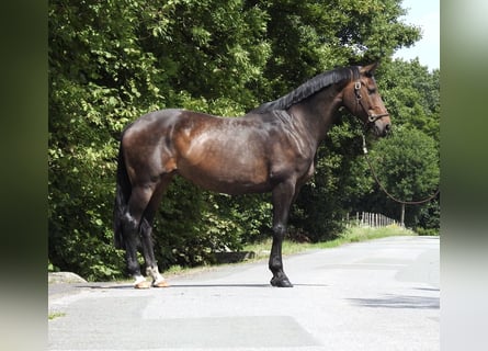 Oldenburg, Mare, 10 years, 16,2 hh, Bay-Dark