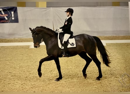 Oldenburg, Mare, 10 years, 16,3 hh, Bay-Dark
