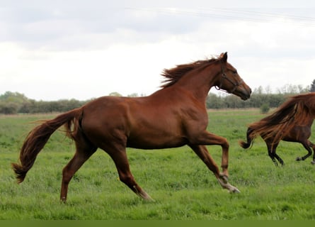 Oldenburg, Mare, 10 years, 16,3 hh, Chestnut