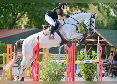 Oldenburg, Mare, 10 years, 17,1 hh, Grey