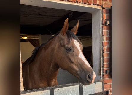 Oldenburg, Mare, 11 years, 15.2 hh, Chestnut-Red