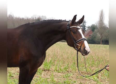 Oldenburg, Mare, 11 years, 16.2 hh, Bay-Dark