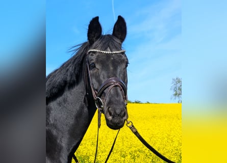Oldenburg, Mare, 11 years, 16.2 hh, Black