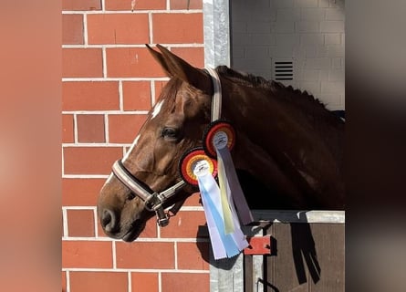 Oldenburg, Mare, 11 years, 16,2 hh, Chestnut-Red