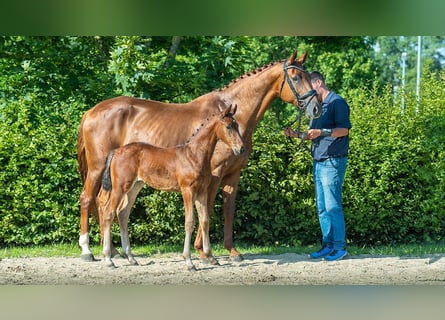 Oldenburger, Stute, 11 Jahre, 16,2 hh, Fuchs