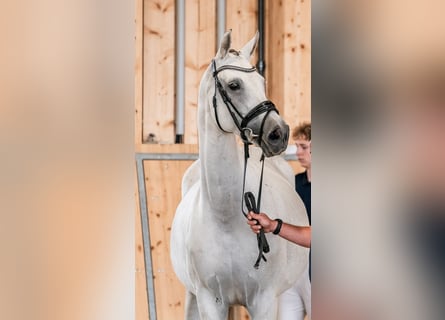 Oldenburg, Mare, 11 years, 16,1 hh, Grey