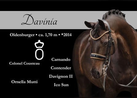Oldenburg, Mare, 11 years, 16,1 hh, Smoky-Black