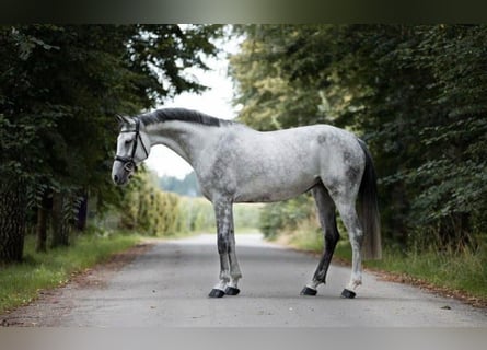 Oldenburg, Mare, 11 years, 16,2 hh, Grey