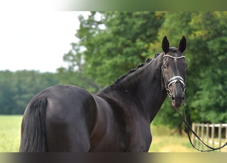 Oldenburg, Mare, 11 years, 16,2 hh, Smoky-Black