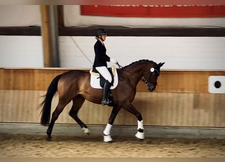 Oldenburg, Mare, 11 years, 17,1 hh, Bay-Dark