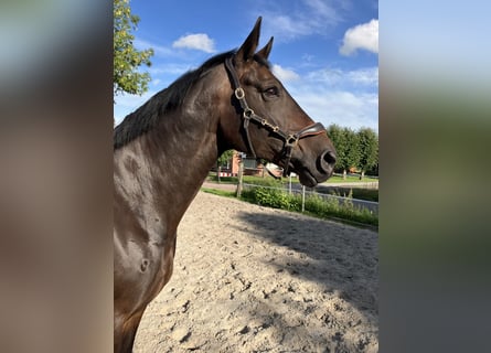 Oldenburger, Stute, 11 Jahre, 17 hh, Brauner