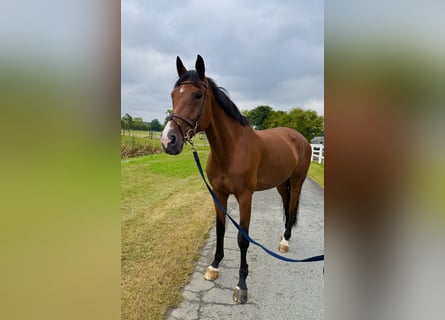 Oldenburg, Mare, 11 years, 17 hh, Brown