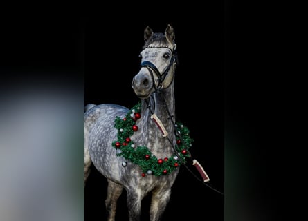 Oldenburg, Mare, 11 years, 17 hh, Grey-Dapple