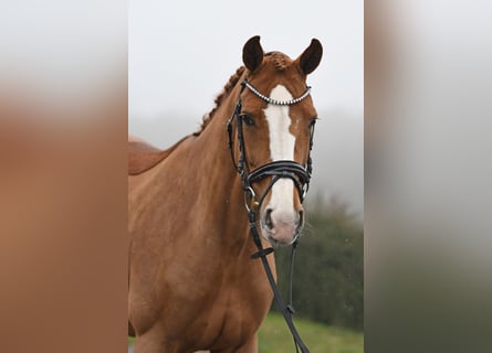 Oldenburg, Mare, 12 years, 16,1 hh, Chestnut-Red