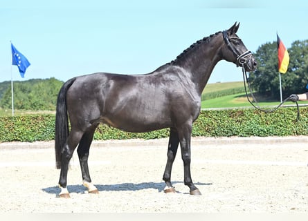 Oldenburg, Mare, 12 years, 16.2 hh, Smoky-Black