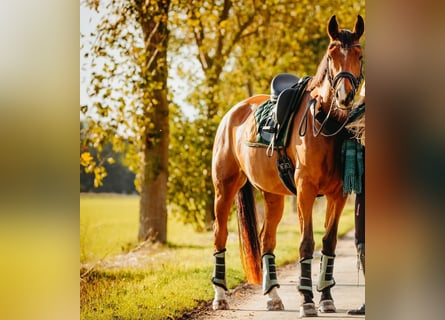 Oldenburg, Mare, 12 years, 16.3 hh, Brown