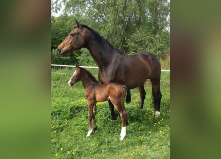 Oldenburg, Mare, 12 years, 16,3 hh, Brown