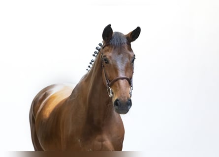 Oldenburg, Mare, 12 years, 16 hh, Brown