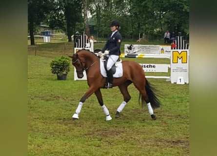 Oldenburg, Mare, 12 years, 16,1 hh, Brown