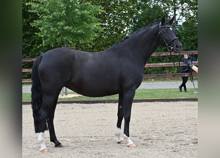 Oldenburg, Mare, 12 years, 17 hh, Black