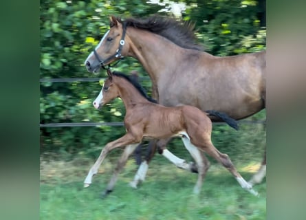 Oldenburg, Mare, 12 years