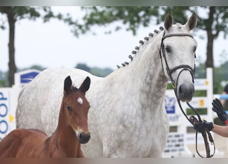 Oldenburg, Mare, 12 years, Grey