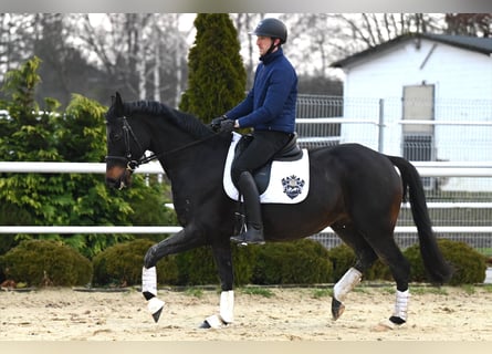 Oldenburg, Mare, 13 years, 16,1 hh, Bay-Dark