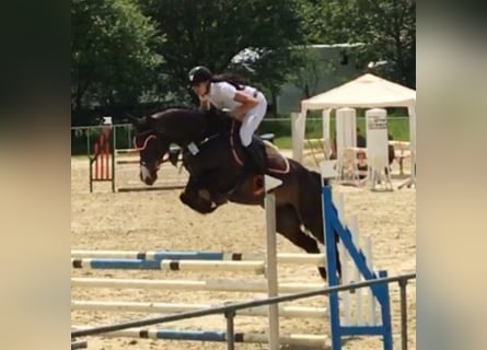 Oldenburg, Mare, 13 years, 16,2 hh, Bay-Dark