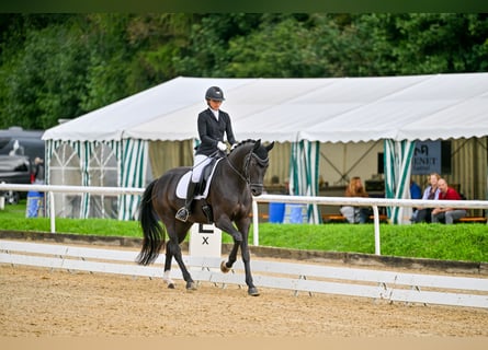 Oldenburg, Mare, 13 years, 16.2 hh, Black