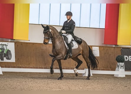 Oldenburg, Mare, 13 years, 16,2 hh, Brown