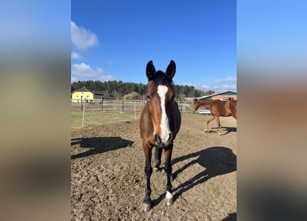 Oldenburg, Mare, 13 years, 16.2 hh, Brown