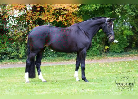 Oldenburg, Mare, 13 years, 16.2 hh, Smoky-Black