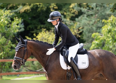 Oldenburg, Mare, 13 years, 16,1 hh, Bay-Dark