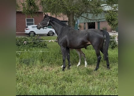 Oldenburg, Mare, 13 years, 16,3 hh, Smoky-Black
