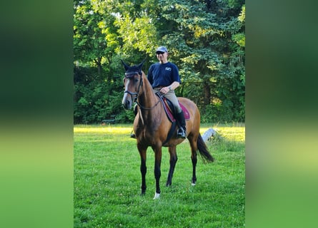 Oldenburg, Mare, 14 years, 16 hh, Brown