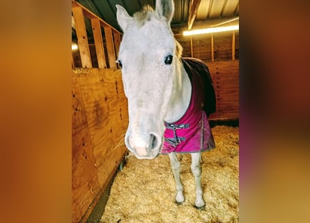 Oldenburg, Mare, 14 years, 16 hh, Grey